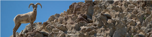 image of a bighorn sheep standing on a mountain